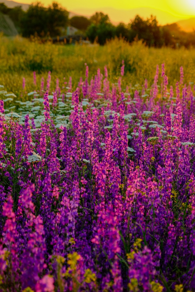  Kaas Plateau